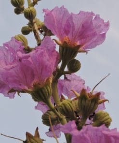 Udemy - AI and Machine Learning in Healthcare