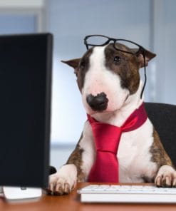 Udemy - Build a Pet Hotel web app with React using ScaffoldHub