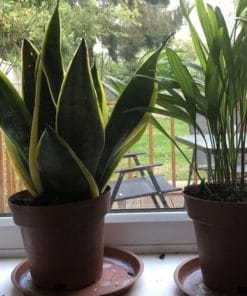 Udemy - Ethical capitalism