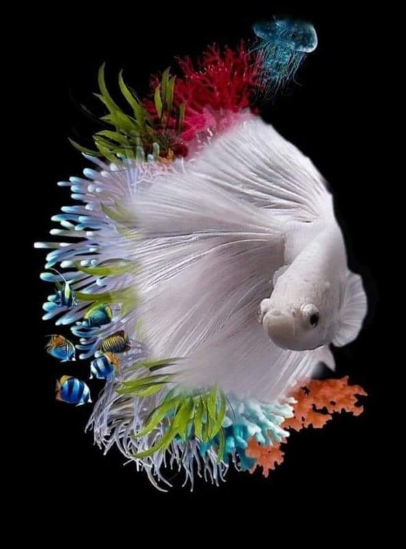 beautiful creature of the world