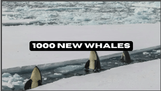 1000 new whales